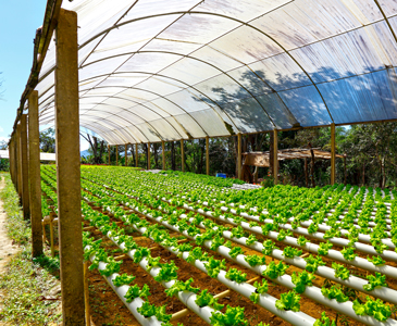 Saudi Arabia’s uses of Hydroponic farming to boosts prospects of sustainable agriculture in the country